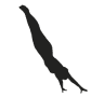 Ginástica
